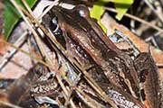 Striped Marsh Frog (Limnodynastes peronii)